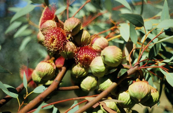 Eucalyptus youngiana x pyriformis - Australian Native Tree