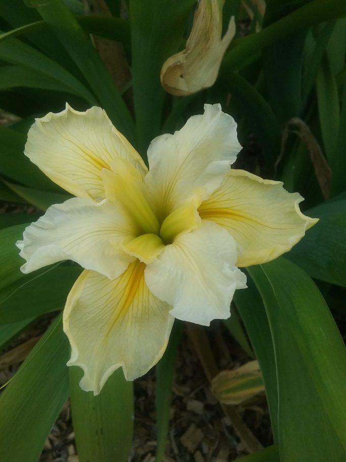 Iris louisiana Creme Freize