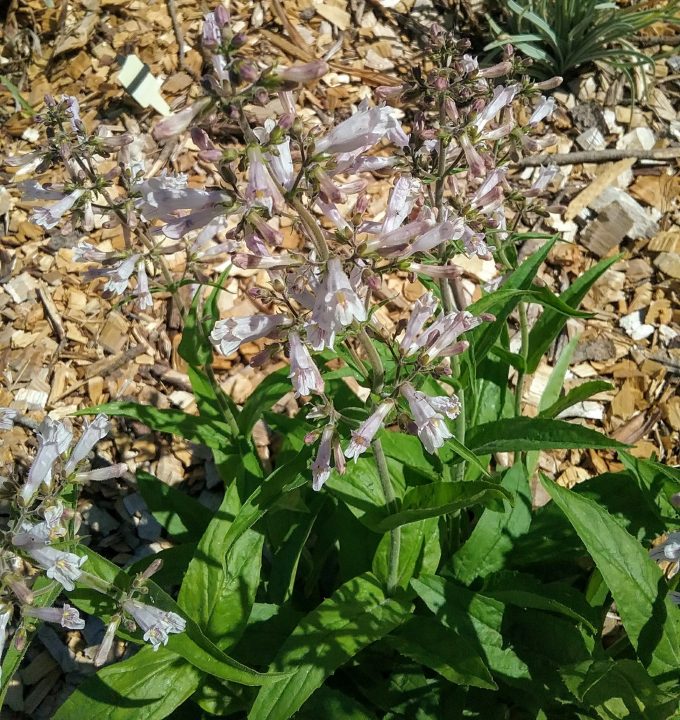 Penstemon pallidus - Perennial Plant