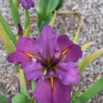 Water Iris Louisiana NO 31