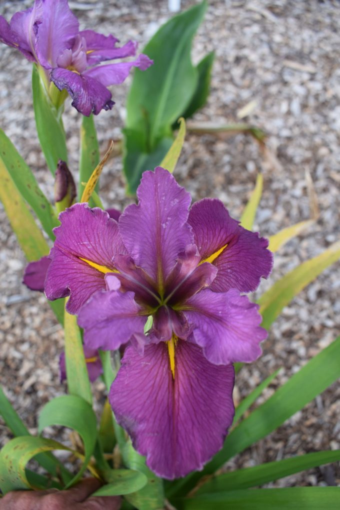 Water Iris Louisiana NO 31