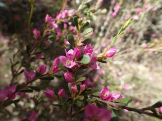 Boronia crenulata - Australian Native Plant