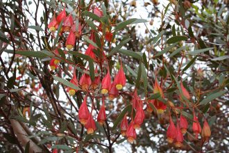 Eucalyptus forrestiana - Australian Native Tree