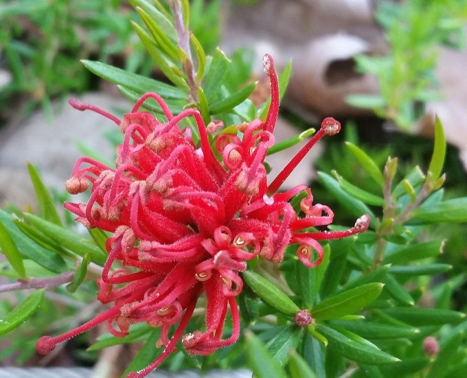 Grevillea juniperina prostrate red - Australian Native Plant