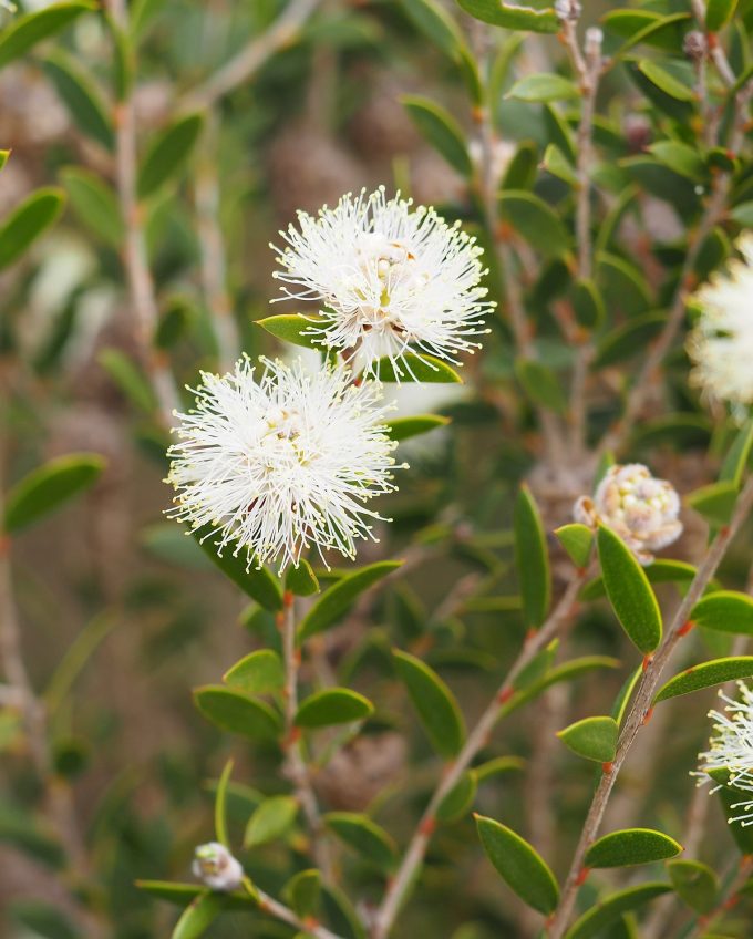 Melaleuca hnatiukii - Australian Native Plant