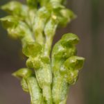 Microtis unifolia - Australian Native Terrestrial Orchid