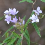 Billardiera - Australian Native Plant