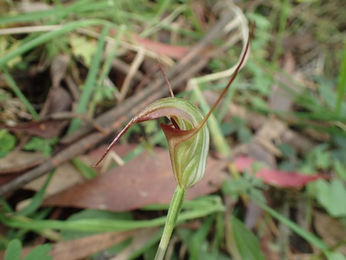 Pterostylis abrupta - Australian Native Orchid