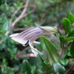 Prostanthera walteri - Australian Native Plant