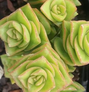 Crassula Green Pagoda in 65mm pot – Trigg Plants