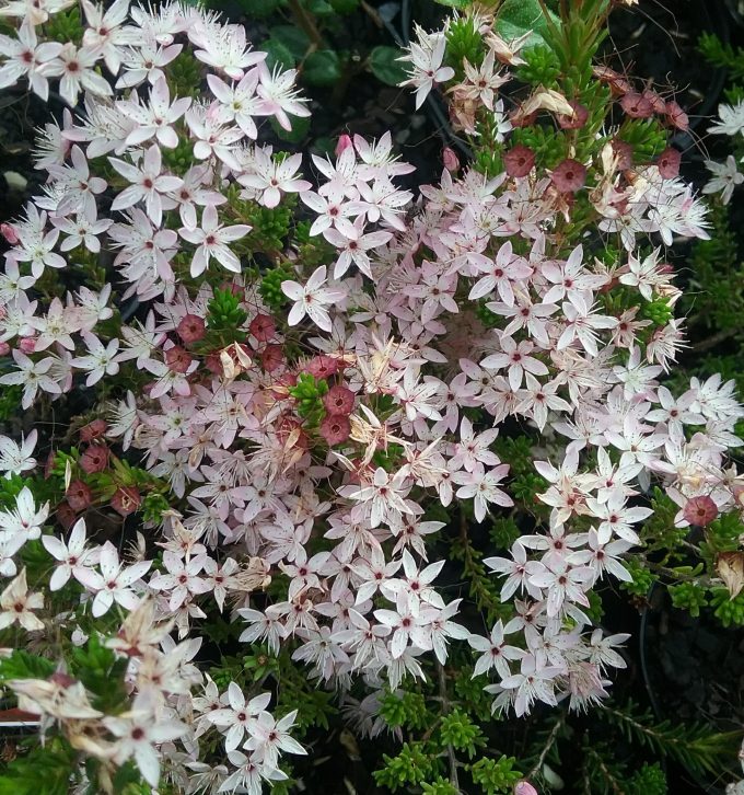 Calytrix tetragona - Australian Native Plant