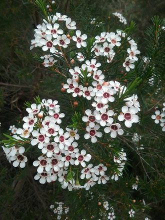 Chamelaucium Meringuer Mist in 50mm Forestry Tube