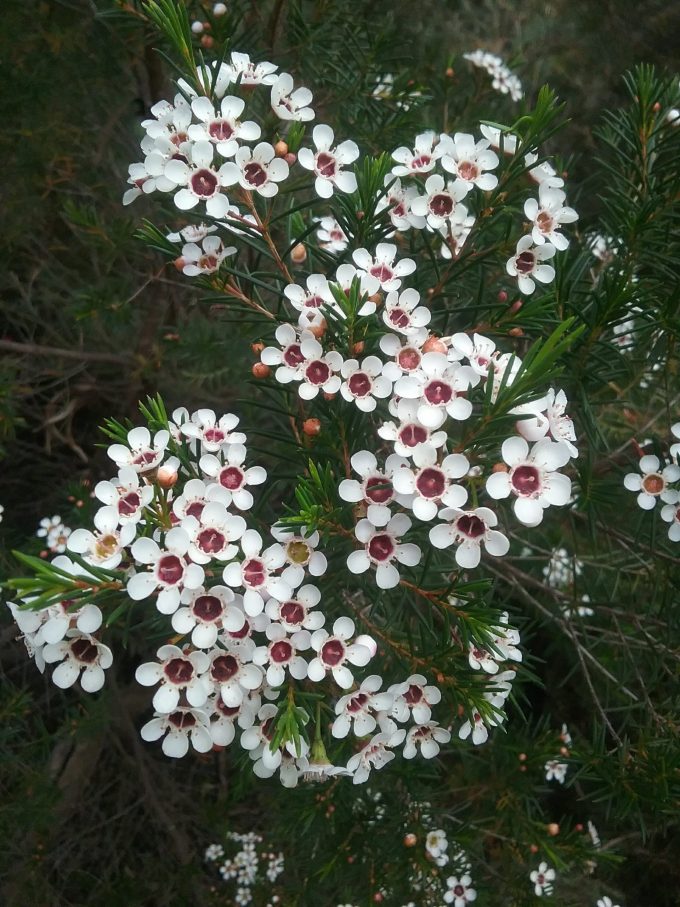 Chamelaucium Meringuer Mist - Australian Native Plant