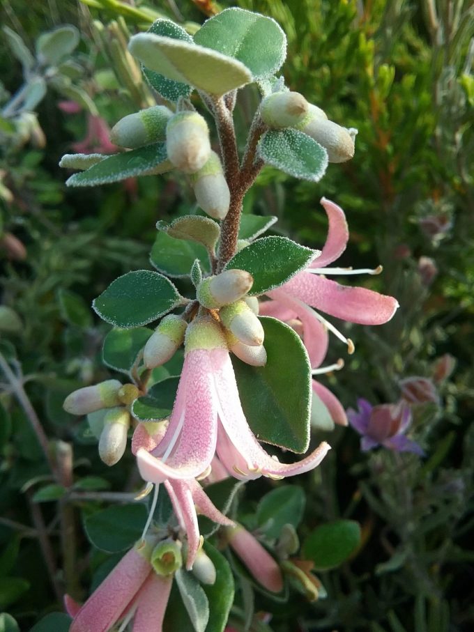Correa Pink Pixie - Australian Native Plant