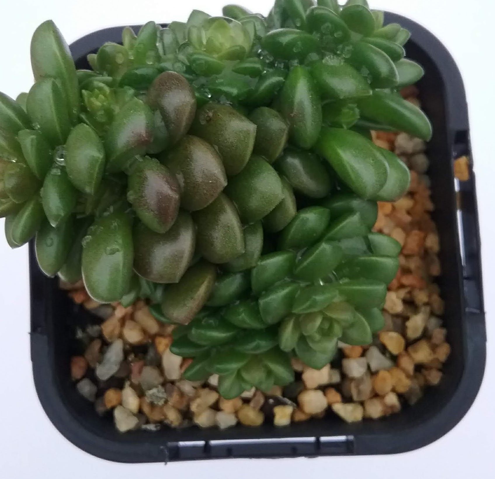 Cremnosedum Little Gem In 65mm Square Pot Trigg Plants
