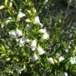 Eremophila brevifolia - Australian Native Plant