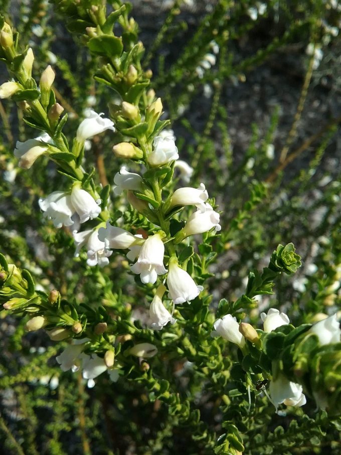 Eremophila brevifolia - Australian Native Plant