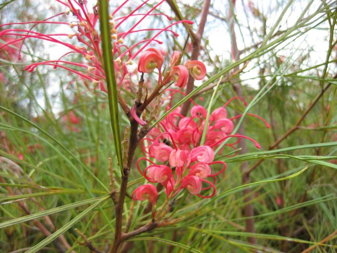 Grevillea longistyla - Australian Native Plant