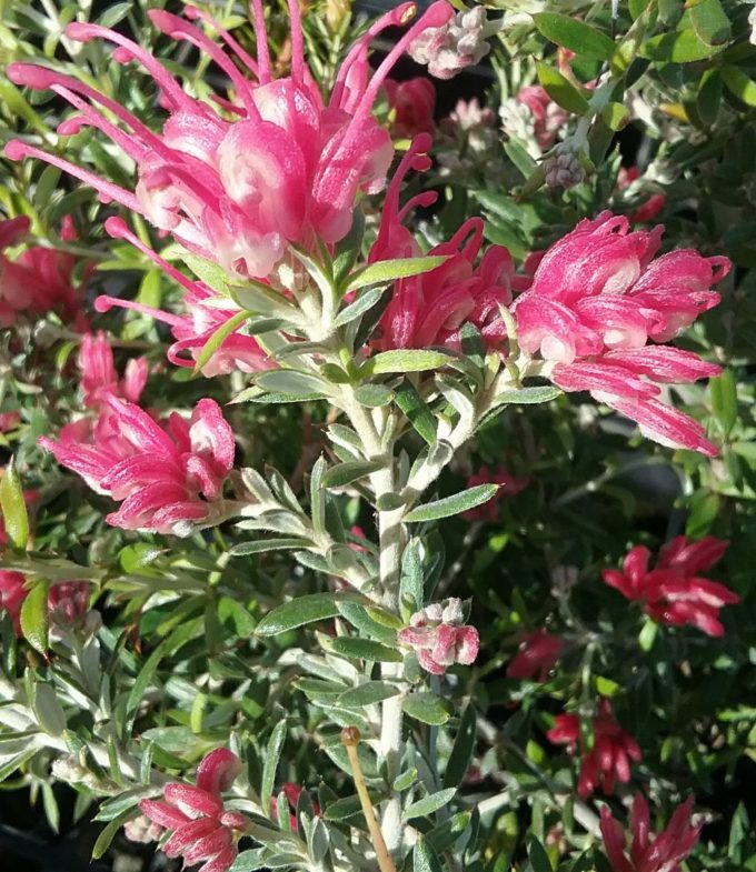 Grevillea lavandulacea Pinky Petite - Australian Native Plant
