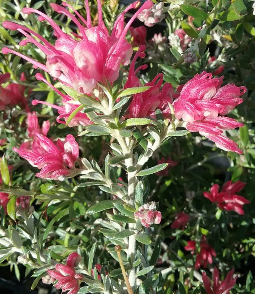 Grevillea lavandulacea Pinky Petite in 75mm Supergro Tube – Trigg Plants