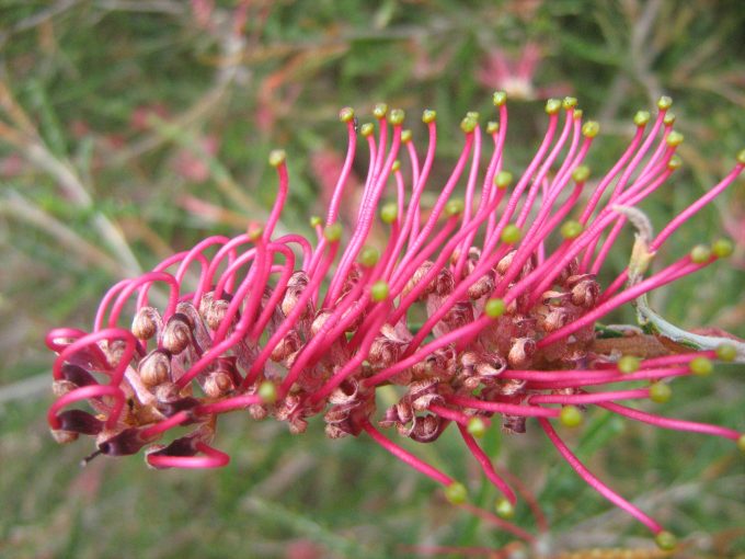 Grevillea Ivanhoe - Australian Native Plant