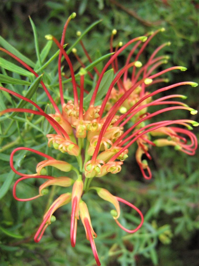 Grevillea ripicola - Australian Native Plant