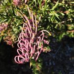 Grevillea rivularis Carrington Cross - Australian Native Plant