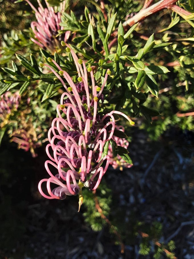 Grevillea rivularis Carrington Cross - Australian Native Plant