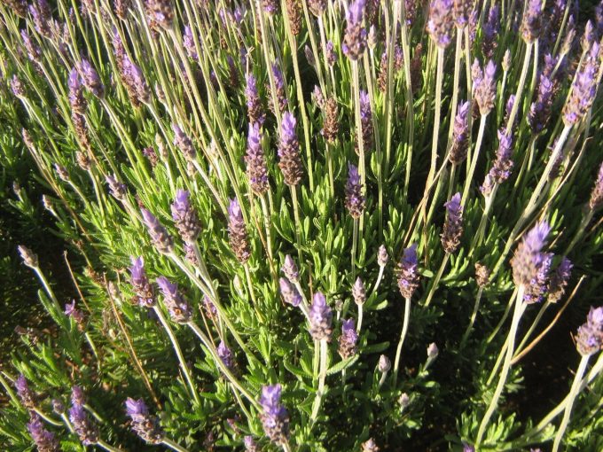 Lavender Royal Crown - Hardy Perennial Plant