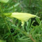 Prostanthera aspalathoides yellow form - Australian native Plant