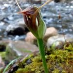 Pterostylis pedunculata - Australian Native Orchid