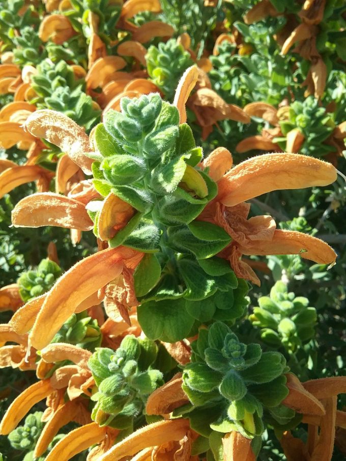 Salvia africans lutea - Perennial Plant