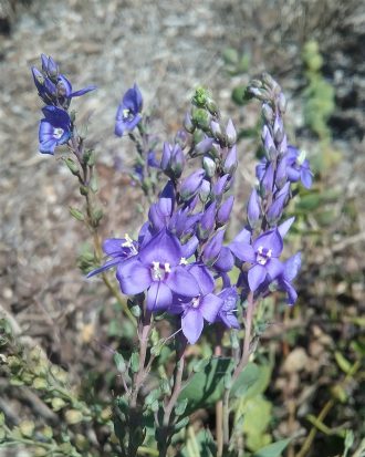 Veronica perfoliata - Australian Native Plant