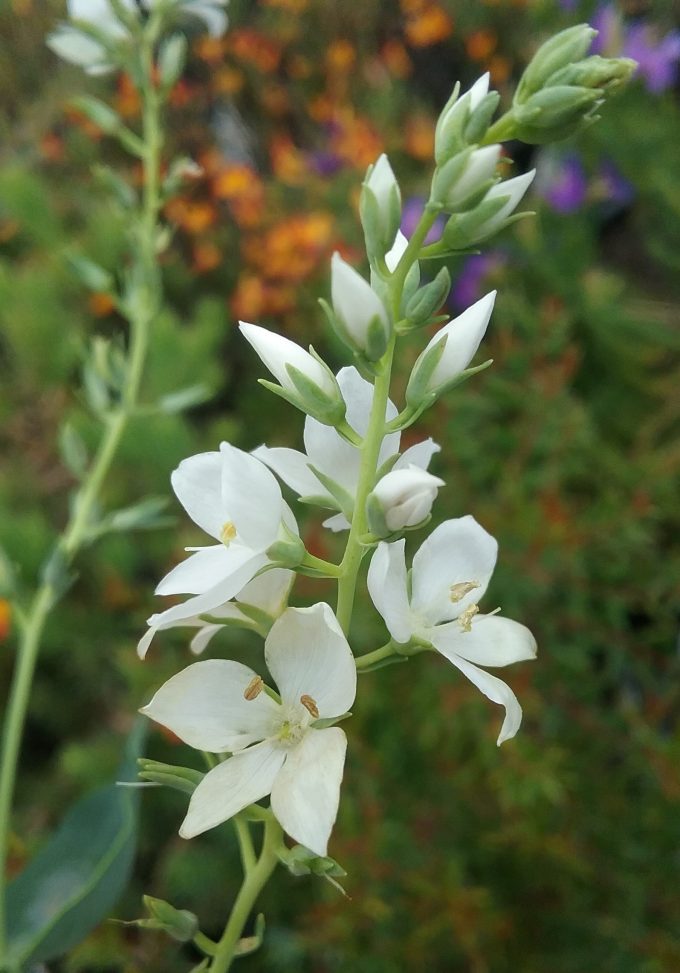 Veronica perfoliata - Australian Native Plant