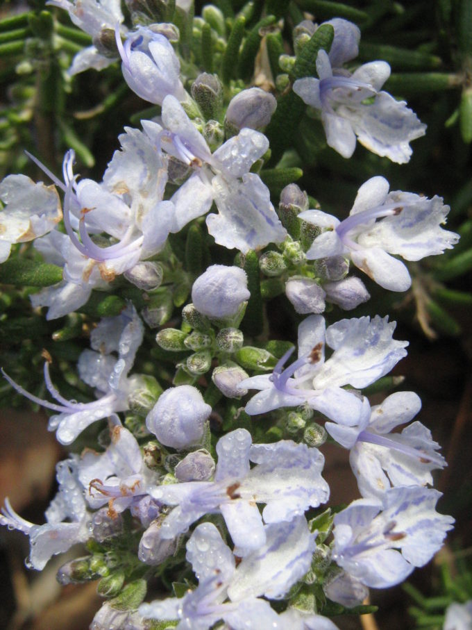 Rosemary Huntington Carpet in 50mm forestry tube Trigg Plants