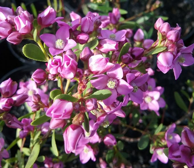 Boronia crenulata Pink Passion Australian native plant
