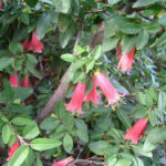 Correa Dusky Bells - Australian Native Plant