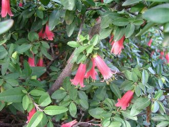 Correa Dusky Bells - Australian Native Plant