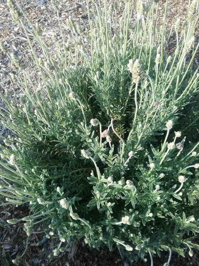 Lavender dentata white - Hardy Perennial Plant