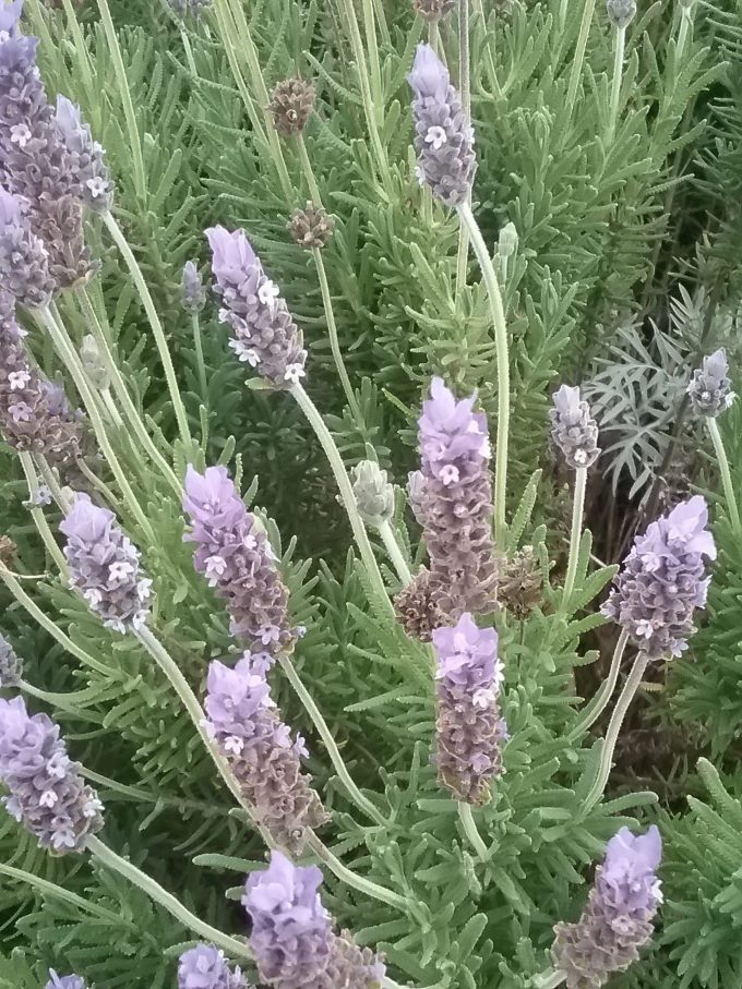 Lavender dentata - Hardy Perennial Plant