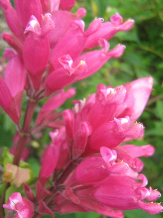 Salvia involucrata - Perennial Plant