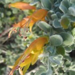Eremophila hillii - Australian Native Plant