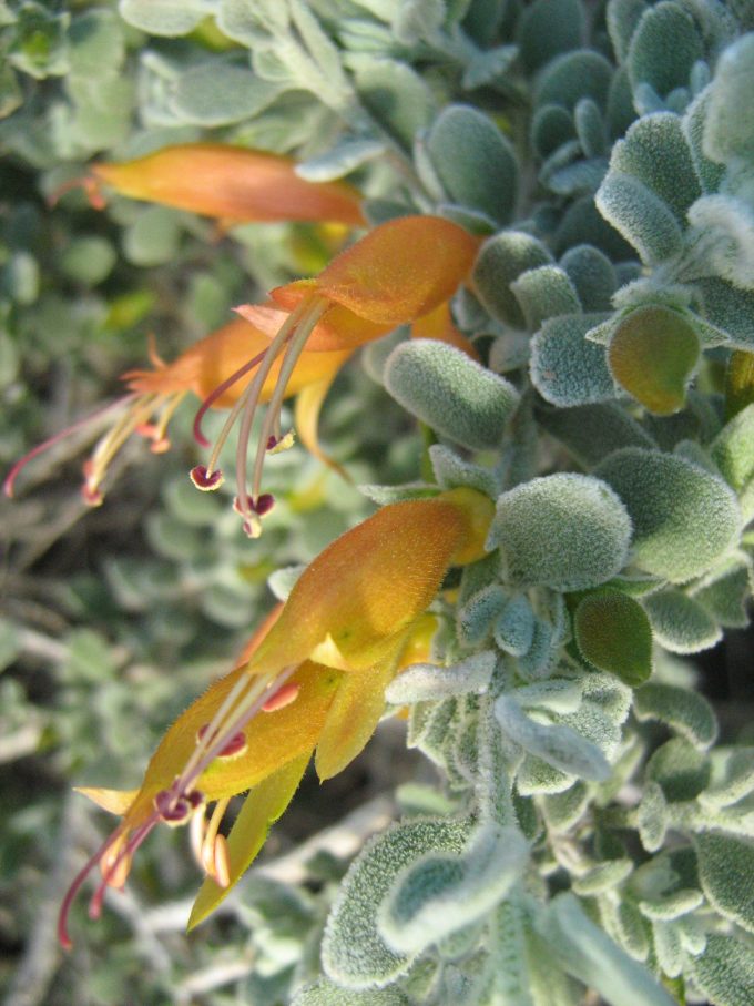 Eremophila hillii - Australian Native Plant