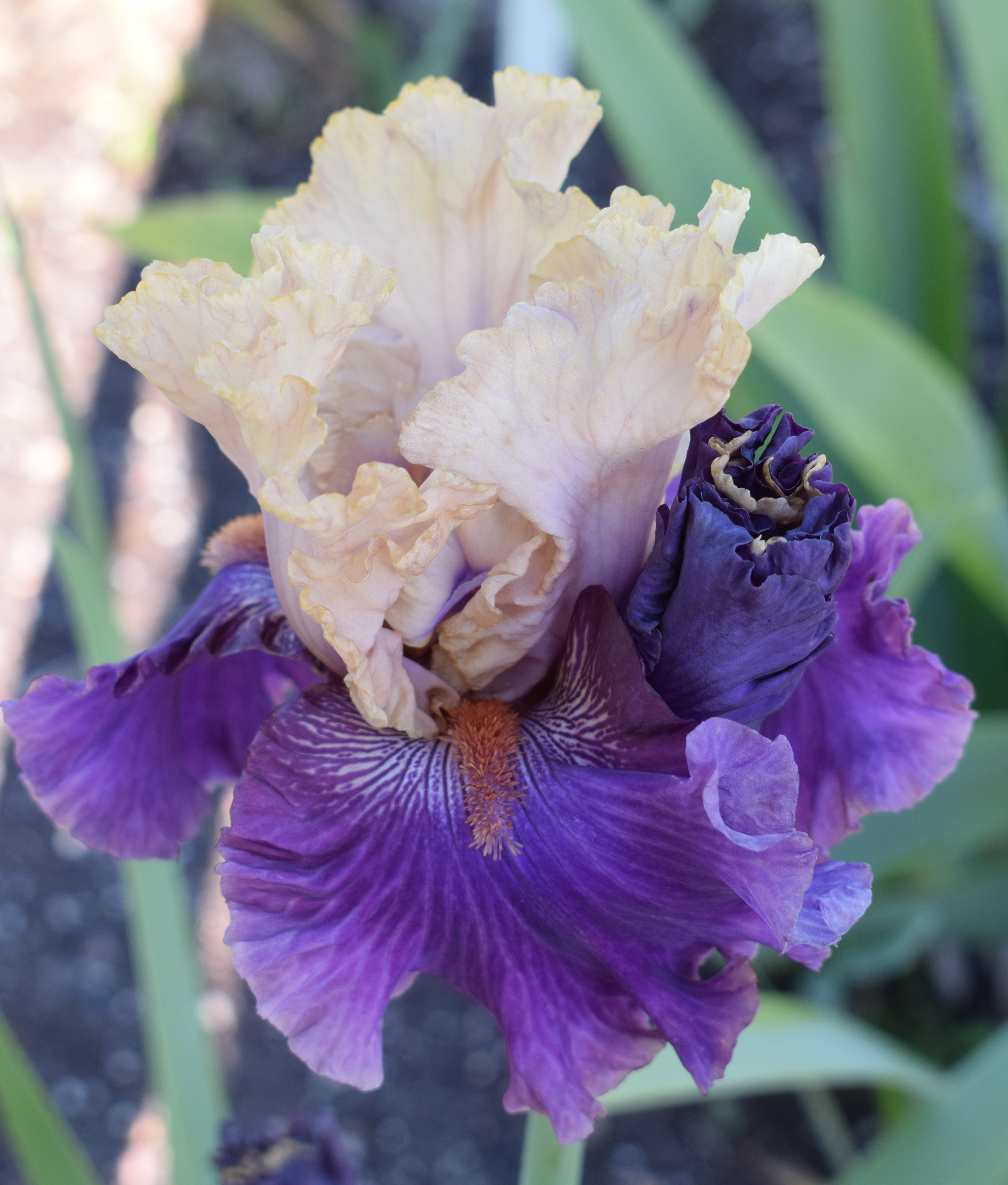 Tall Bearded Iris PUFF THE MAGIC (bare rooted rhizome) – Trigg Plants