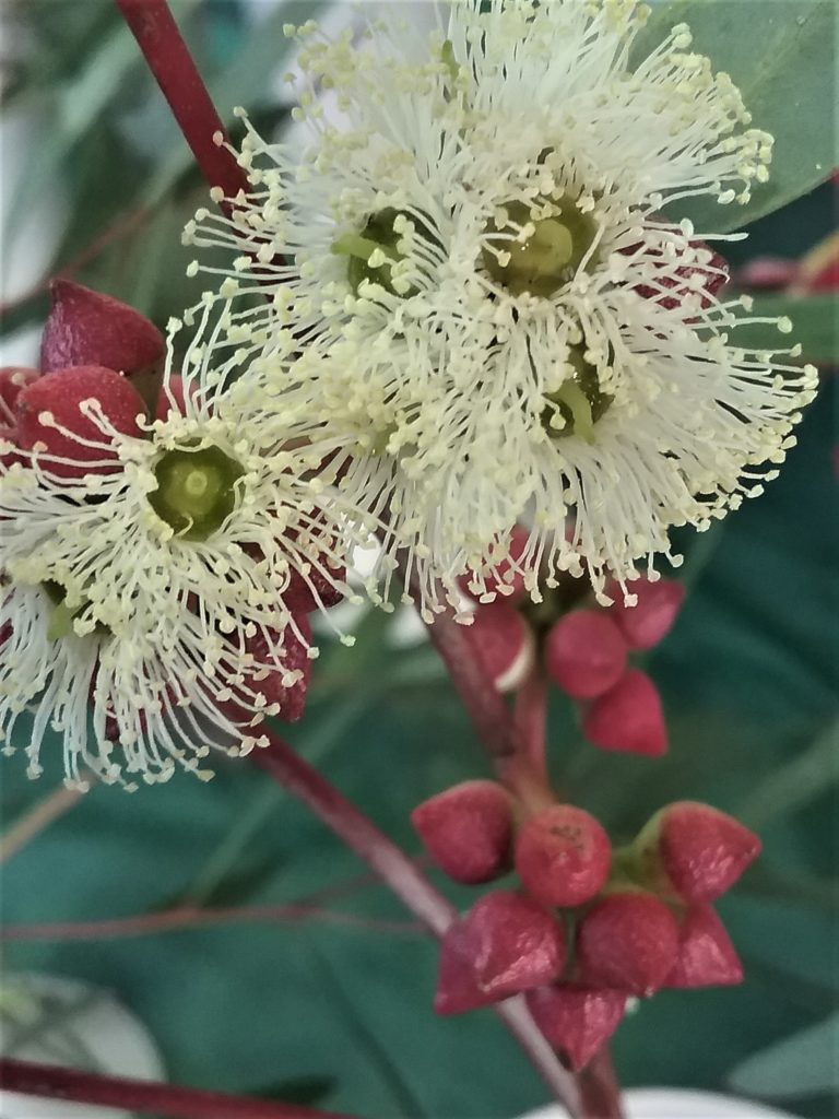 Eucalyptus diversifolia - Australian Native Tree