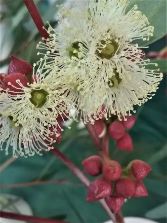 Eucalyptus diversifolia - Australian Native Tree