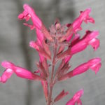 Salvia involucrata Joan - Perennial Plant
