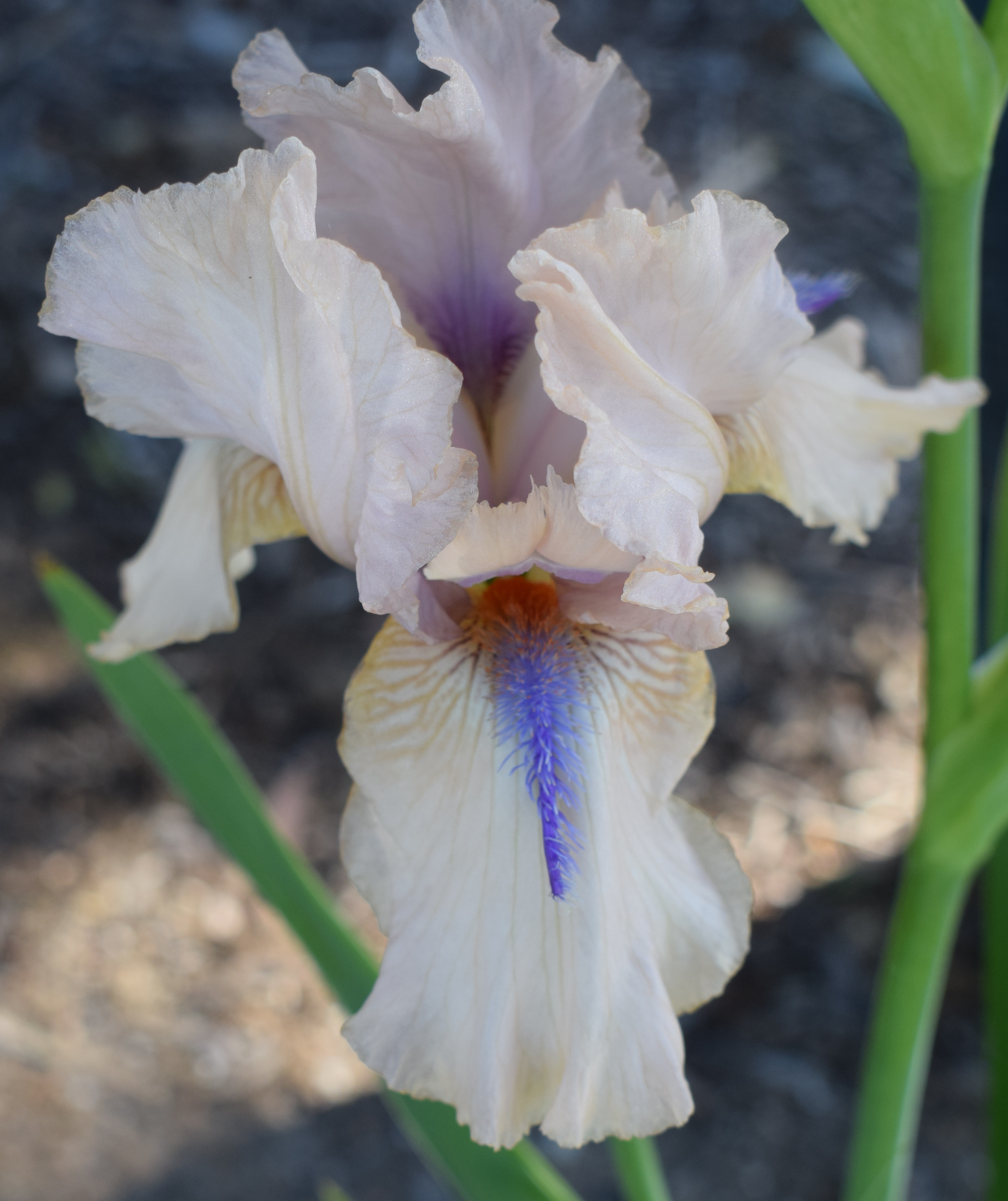Tall Bearded Iris Concertina Bare Rooted Rhizome Trigg Plants