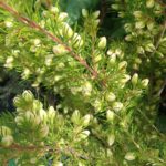 Boronia clavata - Australian Native Plant