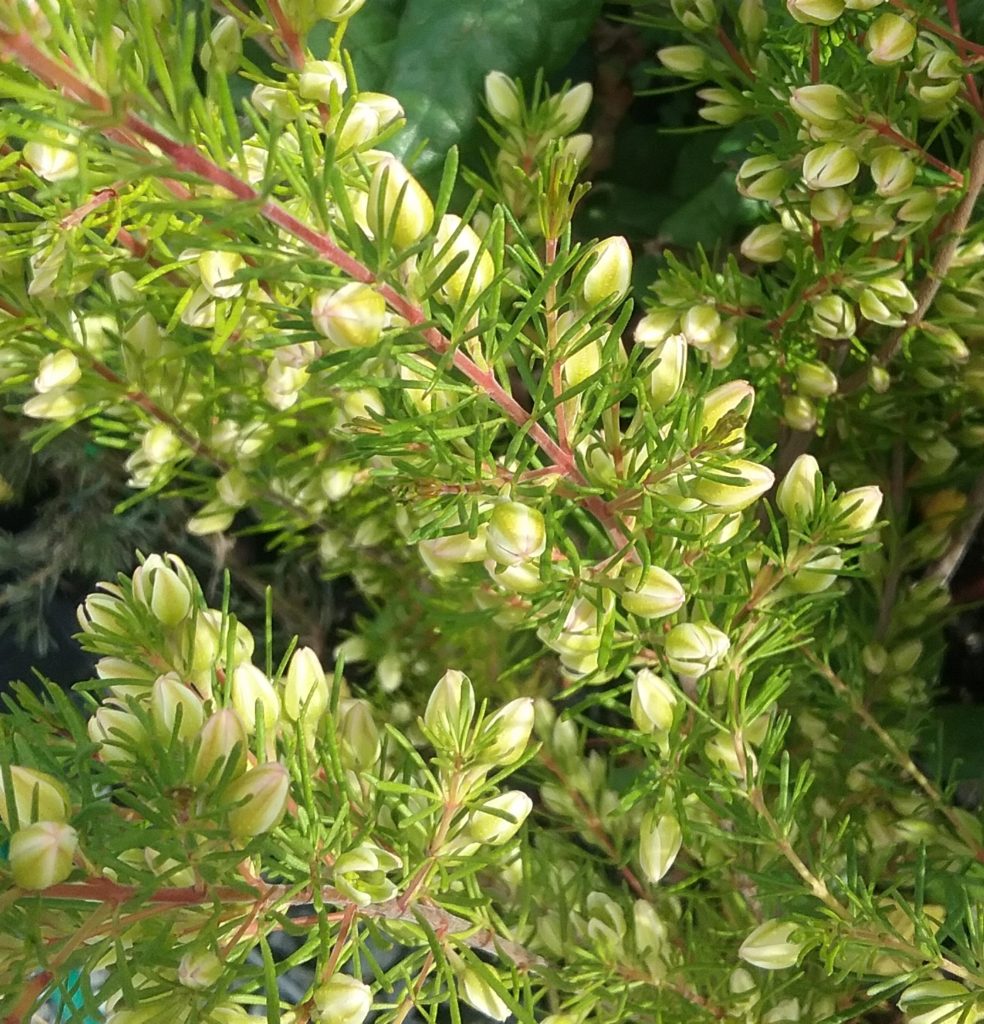 Boronia clavata - Australian Native Plant